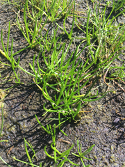 Lilaeopsis occidentalis