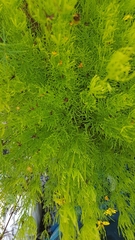 Coreopsis verticillata
