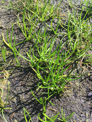 Lilaeopsis occidentalis