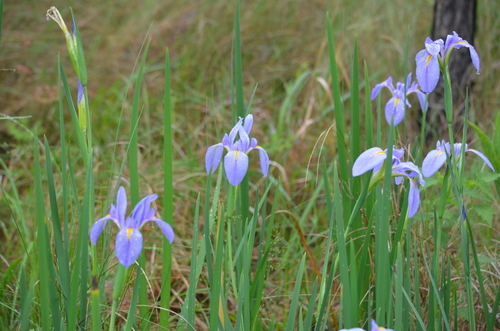 Image of Iris giganticaerulea by (c) Jody Shugart, some rights reserved (CC BY)