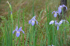 Iris giganticaerulea