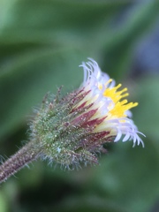 Erigeron nivalis