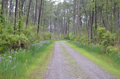 Iris giganticaerulea