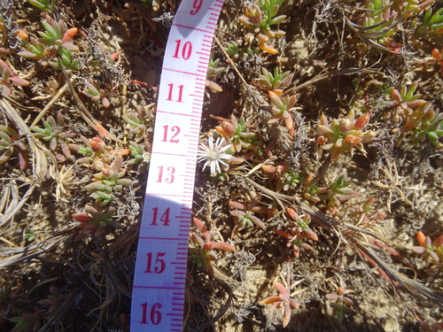 Mesembryanthemum parviflorum