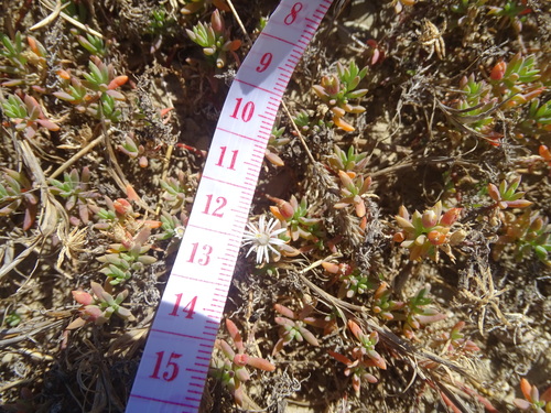 Mesembryanthemum parviflorum