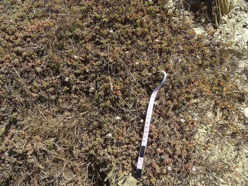 Mesembryanthemum parviflorum
