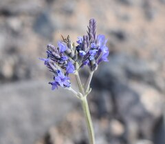 Lavandula pinnata, photograph (c) Malcolm Gould, some rights reserved (CC BY)