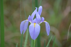 Iris giganticaerulea