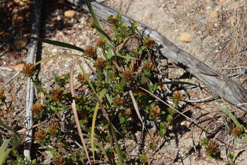 Image of Psoralea fruticans by (c) Tony Rebelo, some rights reserved (CC BY-SA)
