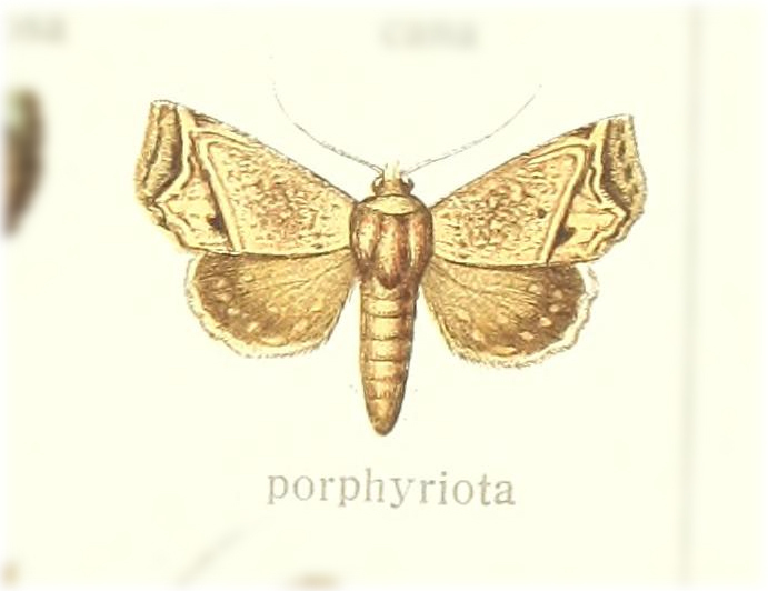 Eutelia porphyriota