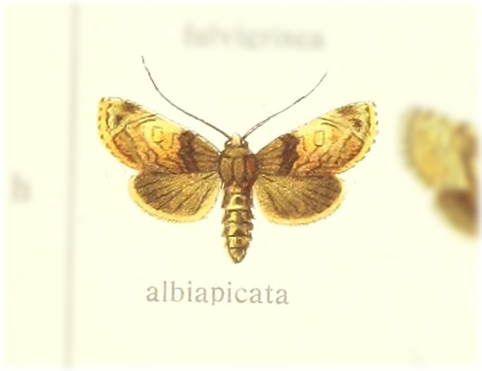 Chlumetia albiapicata