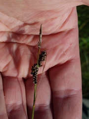 Carex stylosa
