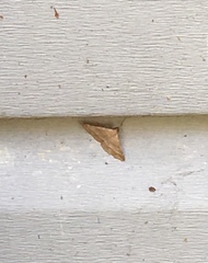 Renia flavipunctalis