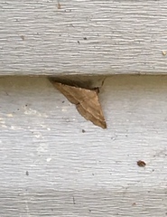 Renia flavipunctalis