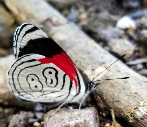 Diaethria anna