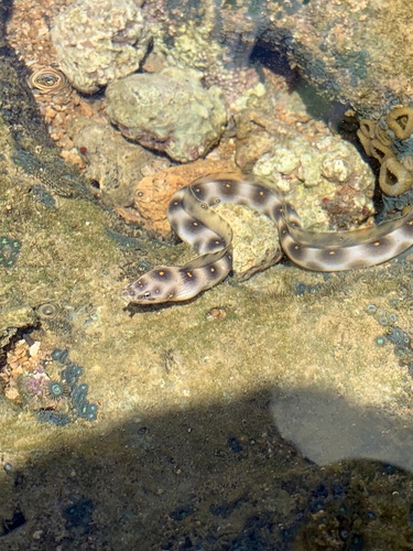 Dark-spotted snake eel (Myrichthys ocellatus) — Ophichthidae — 3