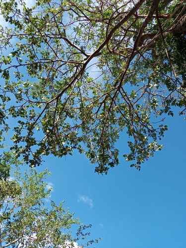 Foto de Suinã