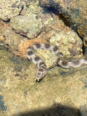Goldspotted Eel photo 3