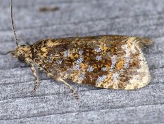 Olethreutes astrologana