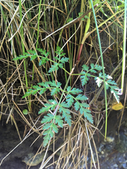 Conioselinum