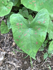 Caladium