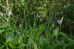 Iris giganticaerulea