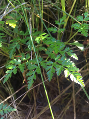 Conioselinum