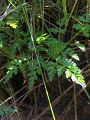 Conioselinum