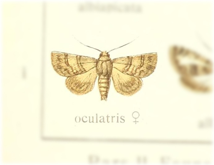 Eutelia ocularis