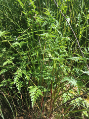 Conioselinum