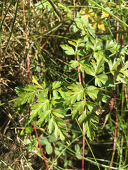 Conioselinum