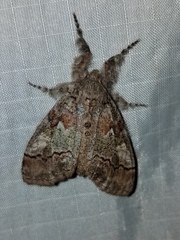 Dasychira obliquata