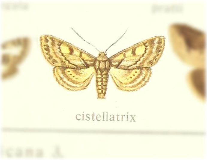 Marathyssa cistellatrix