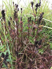 Castilleja miniata dixonii