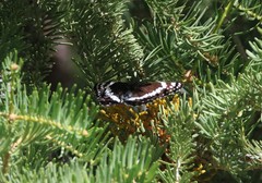 Limenitis weidemeyerii nevadae