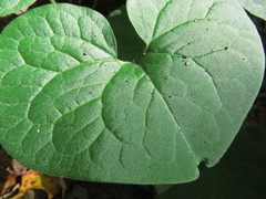 Asarum canadense
