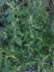 Atriplex gmelinii