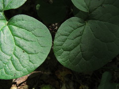Asarum canadense