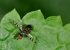 Tephritoidea