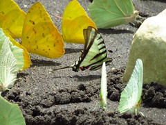 Neographium agesilaus