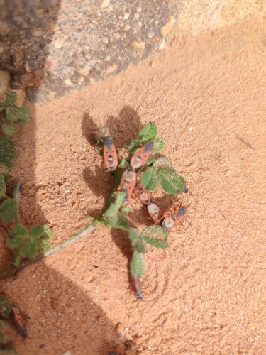 Cosmopleurus fulvipes
