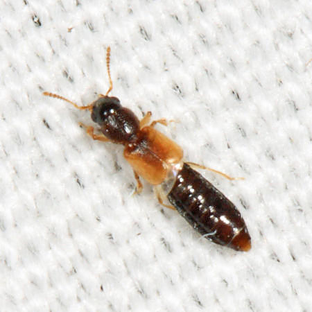 Bledius emarginatus