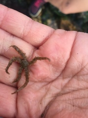 Ophiothrix