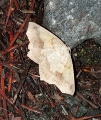 Antepione thisoaria