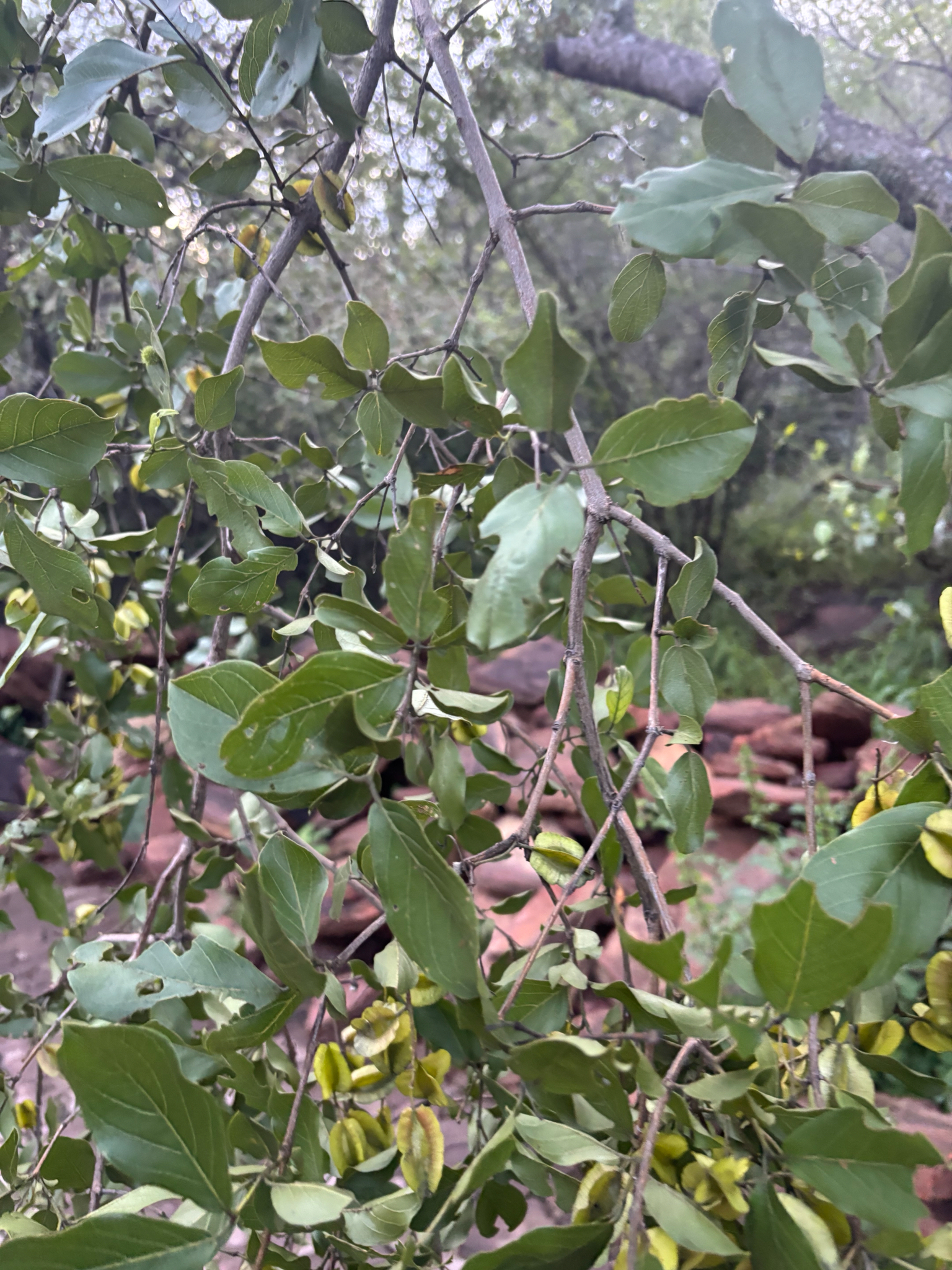 Imagem de Combretum apiculatum é conhecido como "muamba"