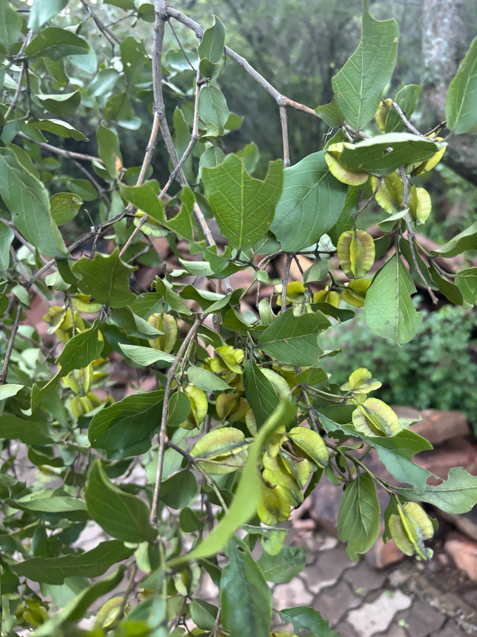 Imagem de Combretum apiculatum é conhecido como "muamba"