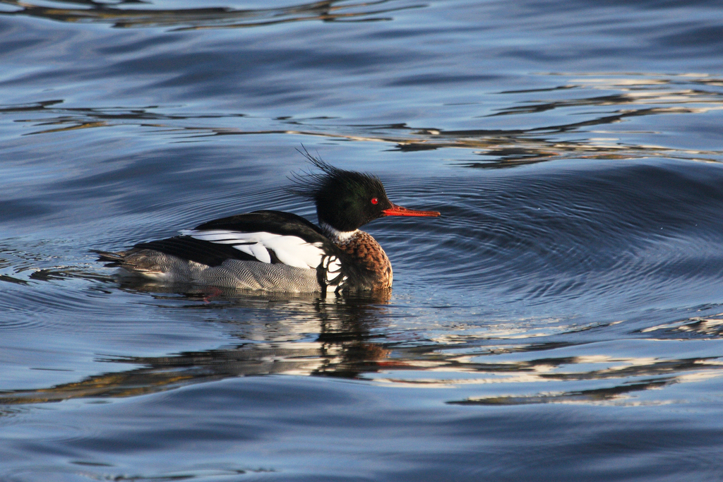 Red-breasted Merganser