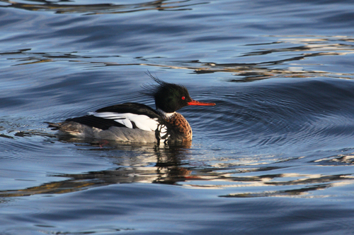 Red-breasted Merganser