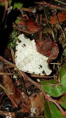 Macaria notata