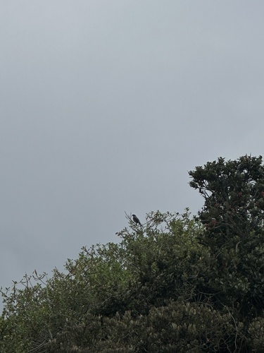 Red-crested Cotinga (Ampelion rubrocristatus), photo 4